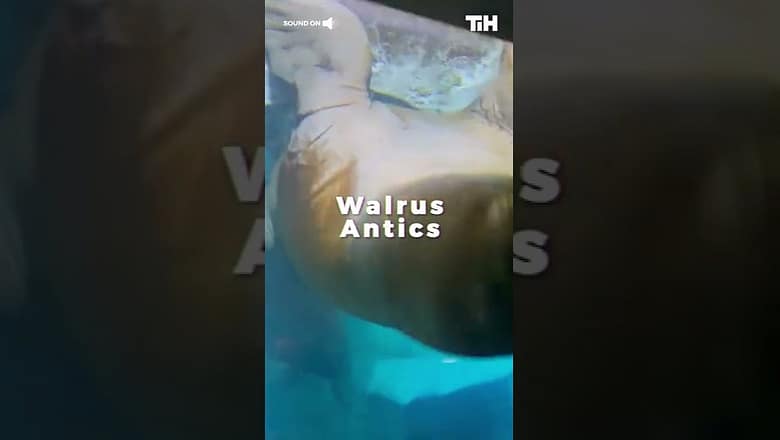 Walrus Does Funny Antics While Swimming Inside Oceanarium