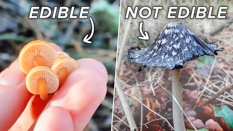 What You Can Eat In The Woods