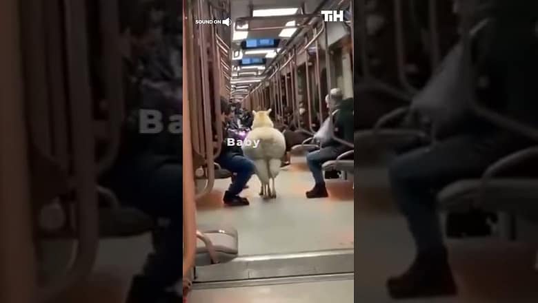 Baby Alpaca Riding