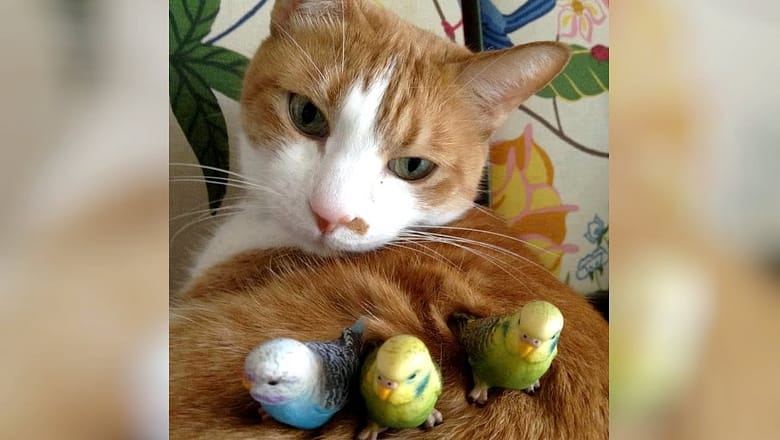 Funny ANIMALS make us HAPPY & LAUGH