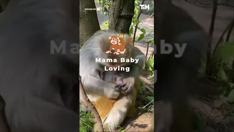 Mamma Monkey Grooms Baby Monkey Adorably