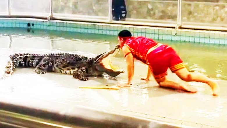 Man Kisses Huge Crocodile | Viral Videos Of The Week