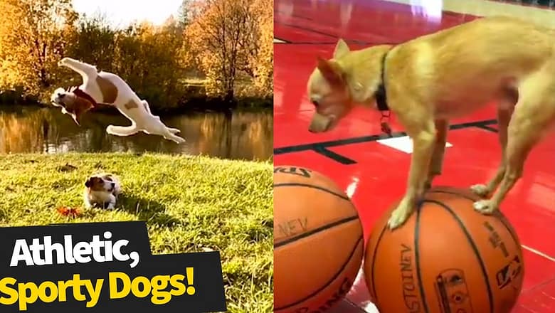 Most Athletic Dog Breeds You Didn’t Know Existed