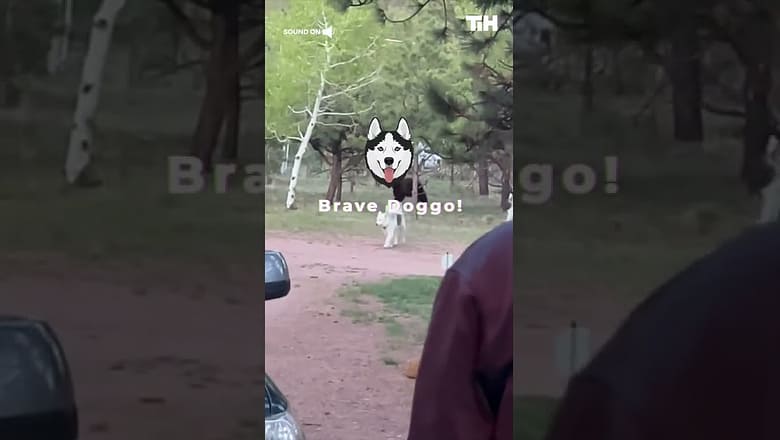 Playful Husky Almost Gets Attacked by Wild Bear Outside Their Front Yard