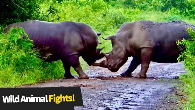 Rare Wild Animals Sightings Caught on Video