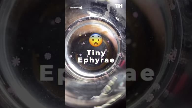 Tiny Ephyrae Swim in Container