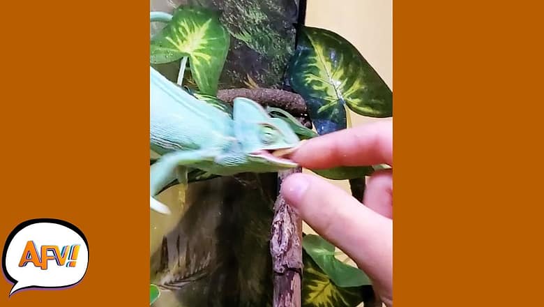When Pets ATTACK! ? | Funniest Pet Fails | AFV #Shorts