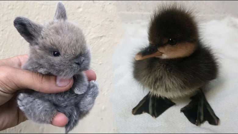 AWW SO CUTE! Cutest baby animals Videos Compilation Cute moment of the Animals – Cutest Animals #7