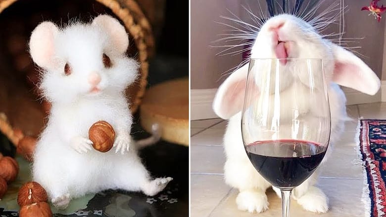 AWW SO CUTE! Cutest baby animals Videos Compilation Cute moment of the Animals – Cutest Animals #11