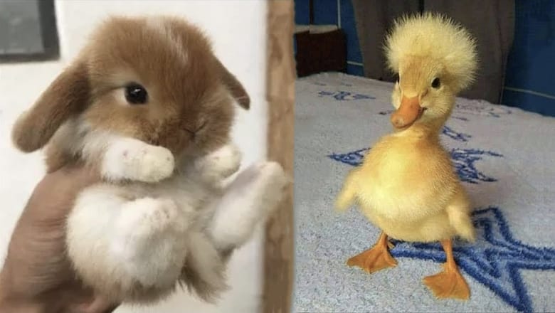 AWW SO CUTE! Cutest baby animals Videos Compilation Cute moment of the Animals – Cutest Animals #14