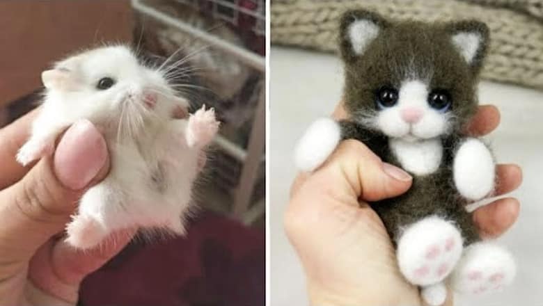 AWW SO CUTE! Cutest baby animals Videos Compilation Cute moment of the Animals – Cutest Animals #6