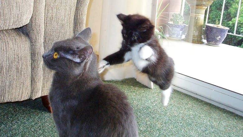 CATS & KITTENS always make us LAUGH – Funny pets