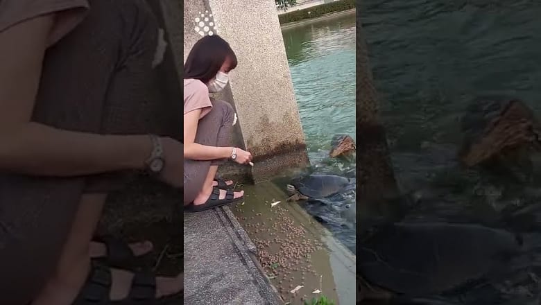 Monitor lizard pounces on fish while woman feeds them