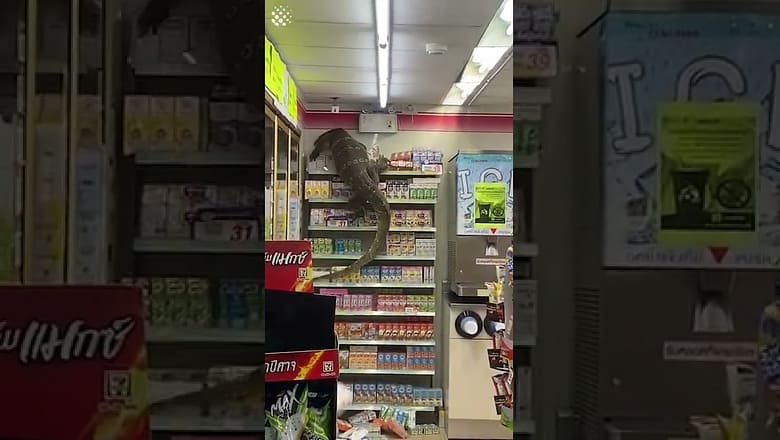 Rampaging 6ft monitor lizard raids supermarket!