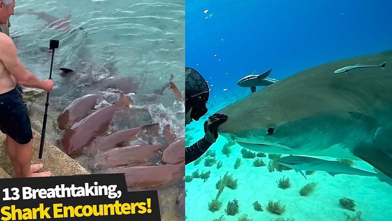 Shark encounters that were way too close for comfort! ?
