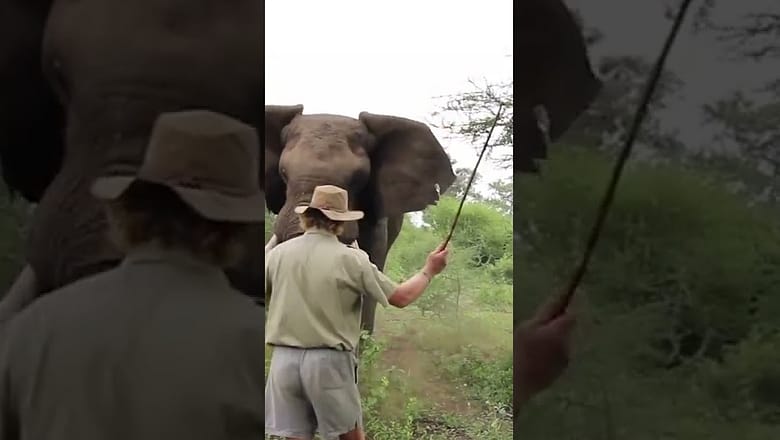 Standing your ground against a charging elephant!