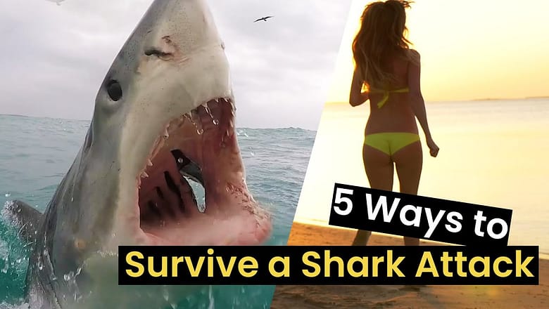 5 Ways to Survive a Shark Attack