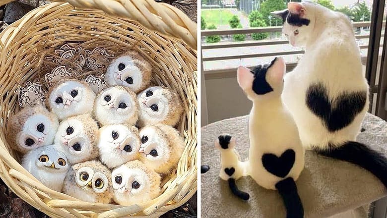 AWW SO CUTE! Cutest baby animals Videos Compilation Cute moment of the Animals – Cutest Animals #19