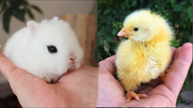 AWW SO CUTE! Cutest baby animals Videos Compilation Cute moment of the Animals – Cutest Animals #20