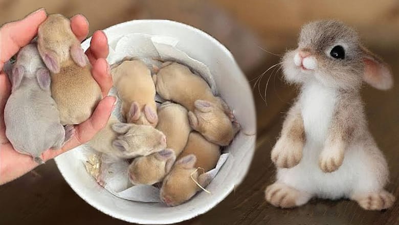 AWW SO CUTE! Cutest baby animals Videos Compilation Cute moment of the Animals – Cutest Animals #21