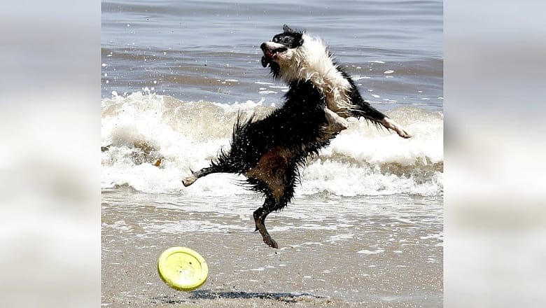 BORDER COLLIE is the animal you have to watch now, you’ll LAUGH!