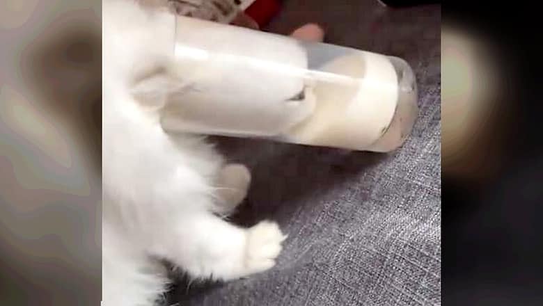 CATS just NEVER FAIL TO MAKE US LAUGH