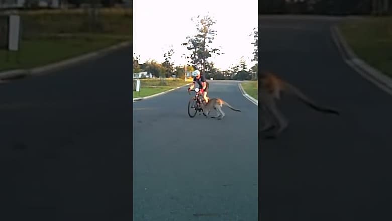 Kangaroo Runs right into Cyclist