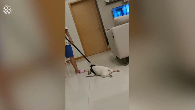 Lazy French Bulldog Refuses to Go on a Walk
