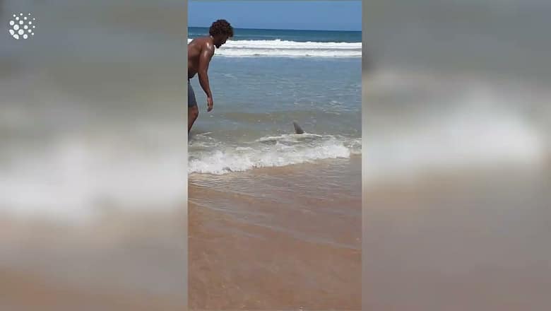 Locals Rescue Shark in Florida