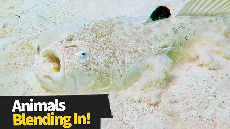 Top 13 Crazy Animal Camouflage Moments | Hidden Animals