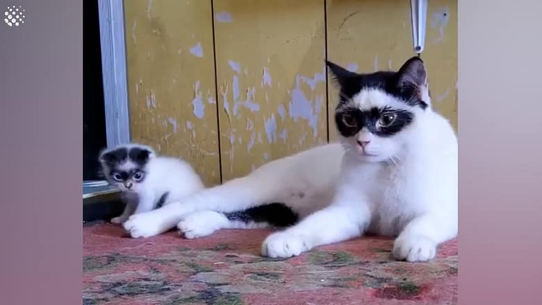 Two cats that look like they are wearing masks resembling a bandit