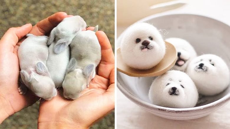 AWW SO CUTE! Cutest baby animals Videos Compilation Cute moment of the Animals – Cutest Animals #24
