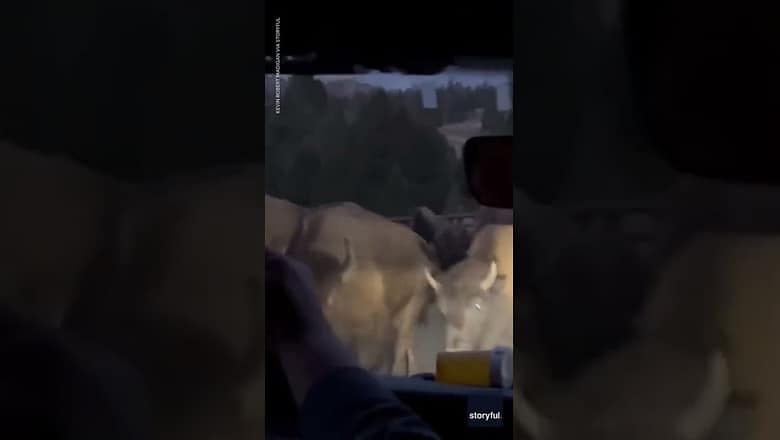 Bison herd thunders past tourists, shakes bridge in Yellowstone | USA TODAY #Shorts