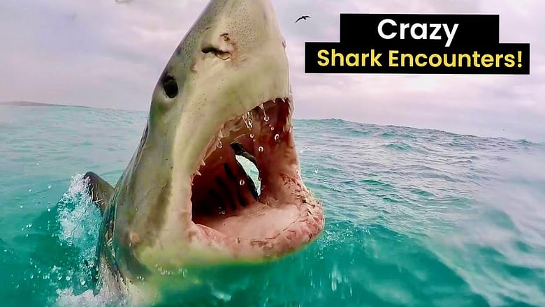 Craziest Shark Encounters Caught on Camera