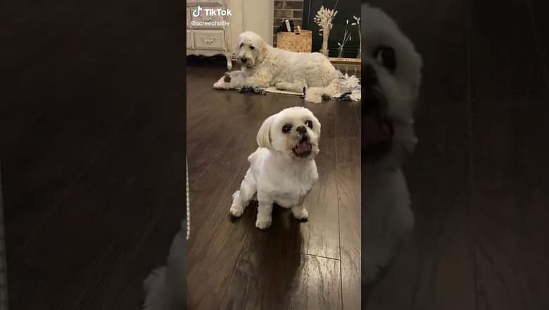 Dog Makes Hilarious Noise When Asked about Peanut Butter