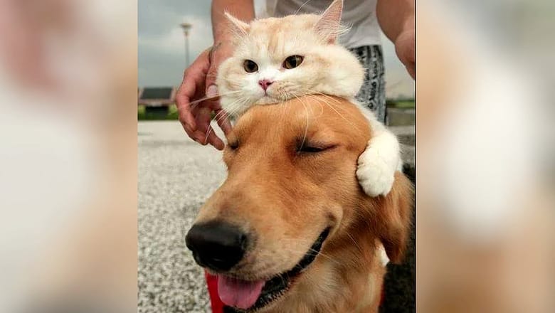 Funny CATS and DOGS will KILL YOUR BOREDOM