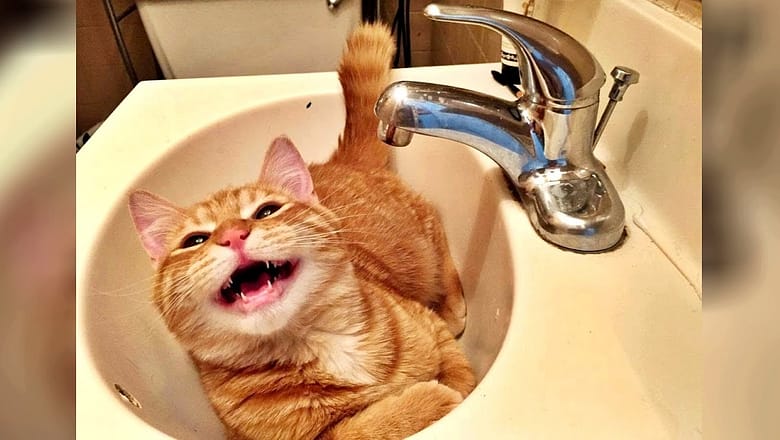Get some good LAUGHS right here with the FUNNIEST ANIMALS!