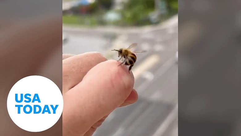 Honeybee dislodges stinger from beekeeper’s finger | USA TODAY