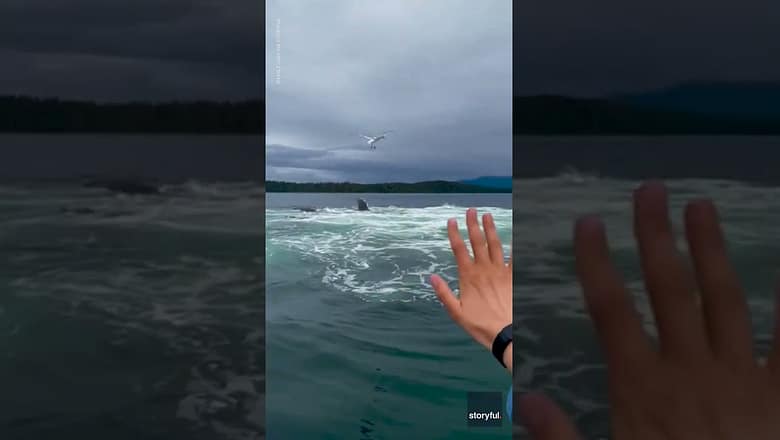 Humpback whales stun spectators as they rise from the water in unison #Shorts