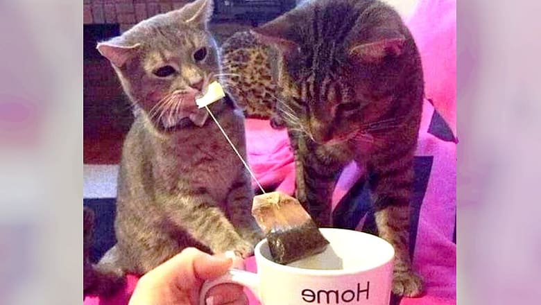 Looking for a LAUGH? The funniest CATS and DOGS are here!