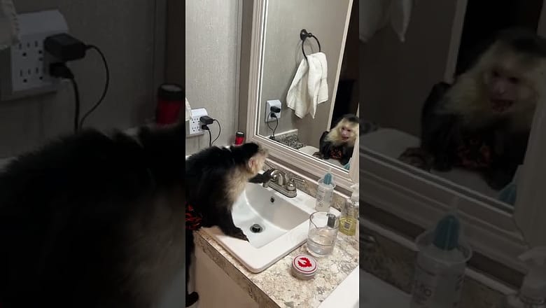 Monkey Has Conversation With Himself in Mirror