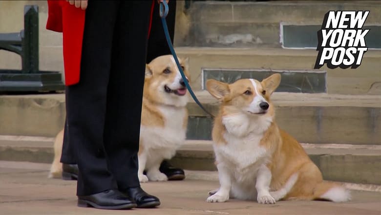 Prince Andrew comforts corgis following Queen Elizabeth’s funeral | New York Post