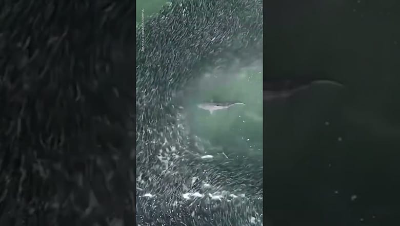 Sharks swim through huge school of fish off coast of Long Island | USA TODAY #Shorts