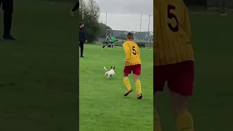 Adorable dog joins soccer match in progress | USA TODAY #Shorts