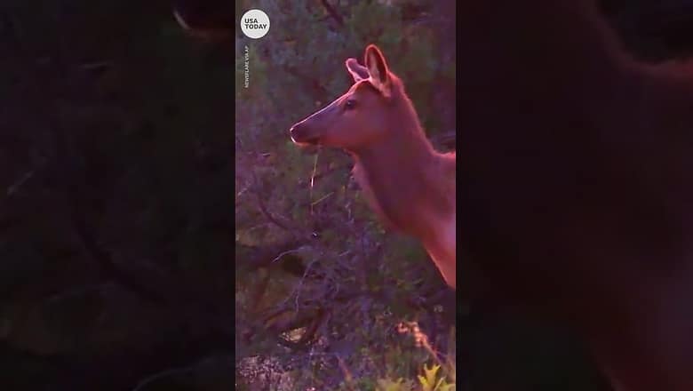 Beautiful elk yells in the New Mexico autumn morning | USA TODAY #Shorts