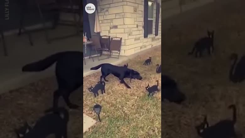 Black Labrador scared of black cat Halloween decorations | USA TODAY #Shorts