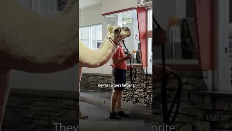 Camel gets french fries from In-N-Out drive-thru in Las Vegas | USA TODAY #Shorts