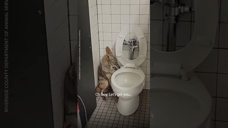 Coyote safely released to the wild after trapped in school bathroom | USA TODAY #Shorts