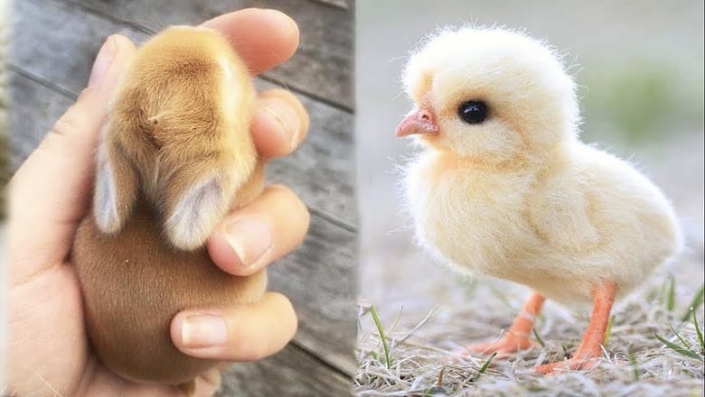 Cute baby animals Videos Compilation cute moment of the animals – Cutest Animals #10