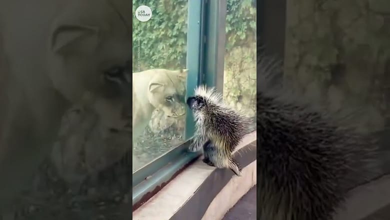 ‘Elmer the porcupine’ is introduced to a lion at the San Antonio Zoo | USA TODAY #Shorts